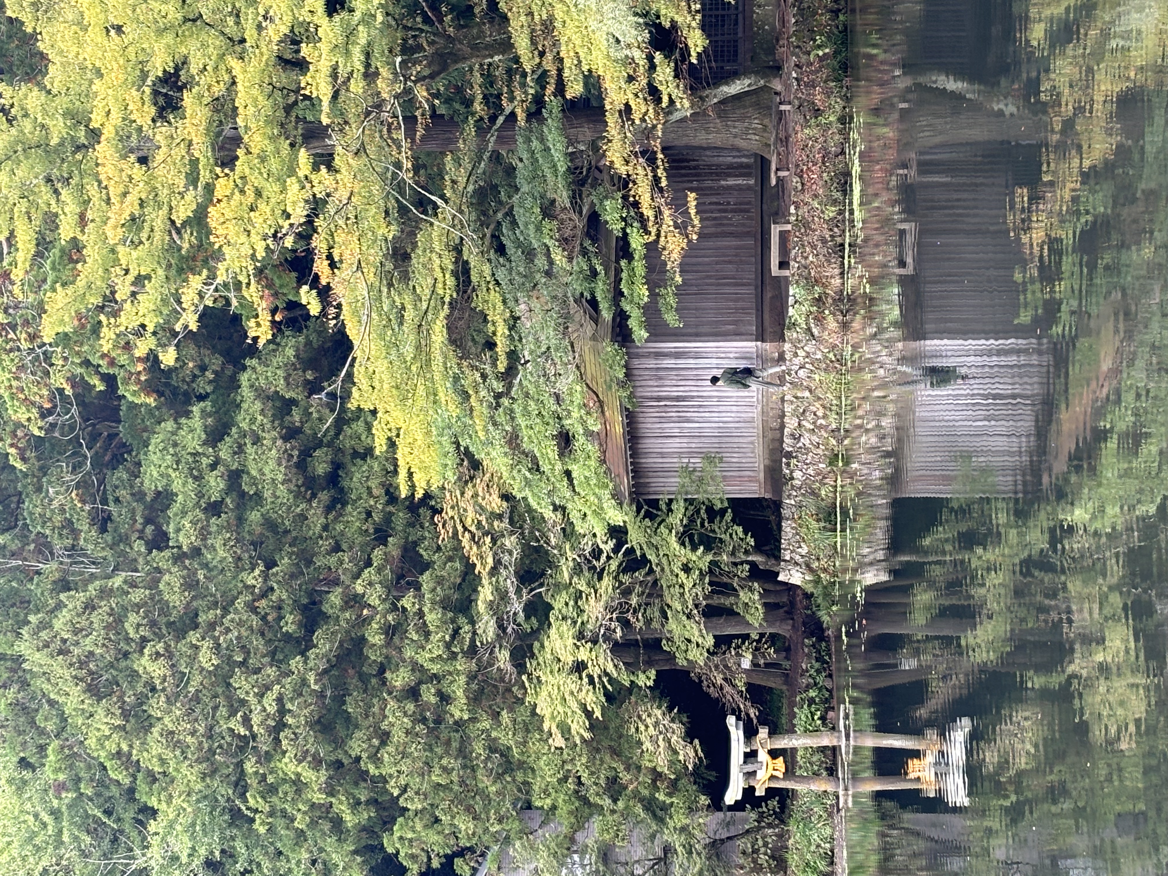 Lakeside cabin surrounded by forest